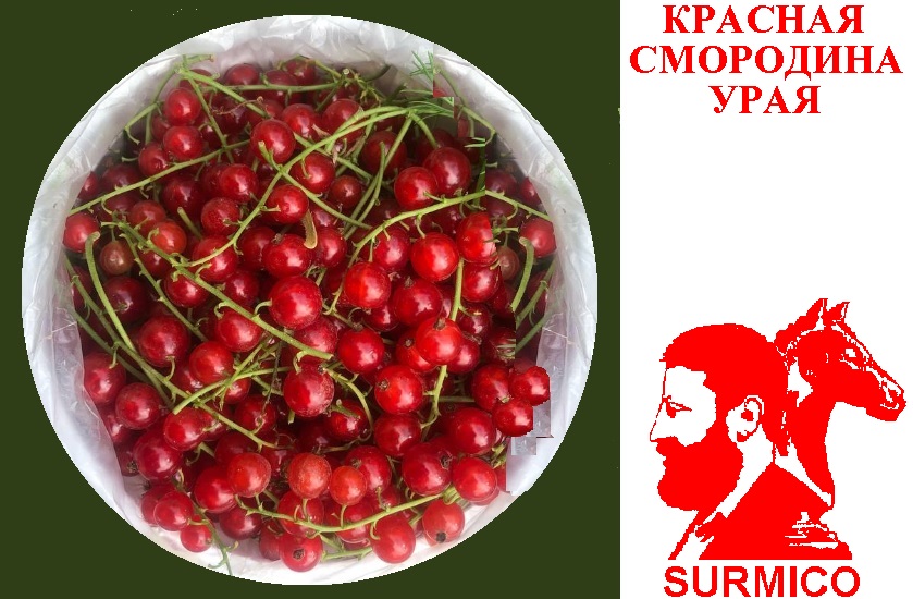 Красная смородина Урая