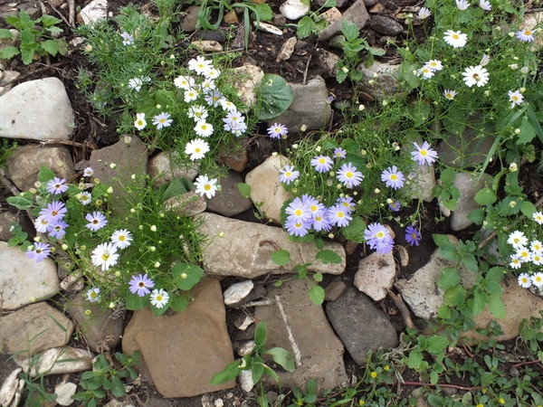 Эмили Дикинсон J1510 Как счастлив маленький камень