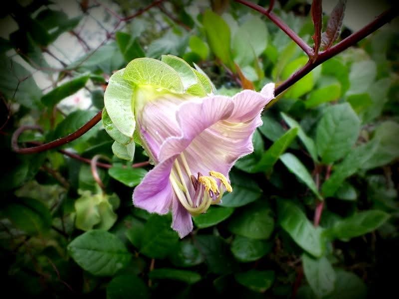 Эмили Дикинсон J849 Согласие Цветка