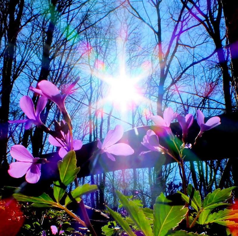 Эмили Дикинсон J569 Я полагаю