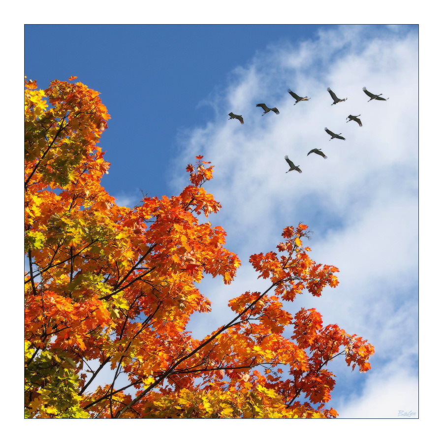 Осенняя пора