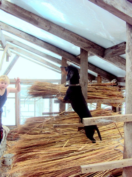 Эмили Дикинсон J118 Мой друг напал на друга!