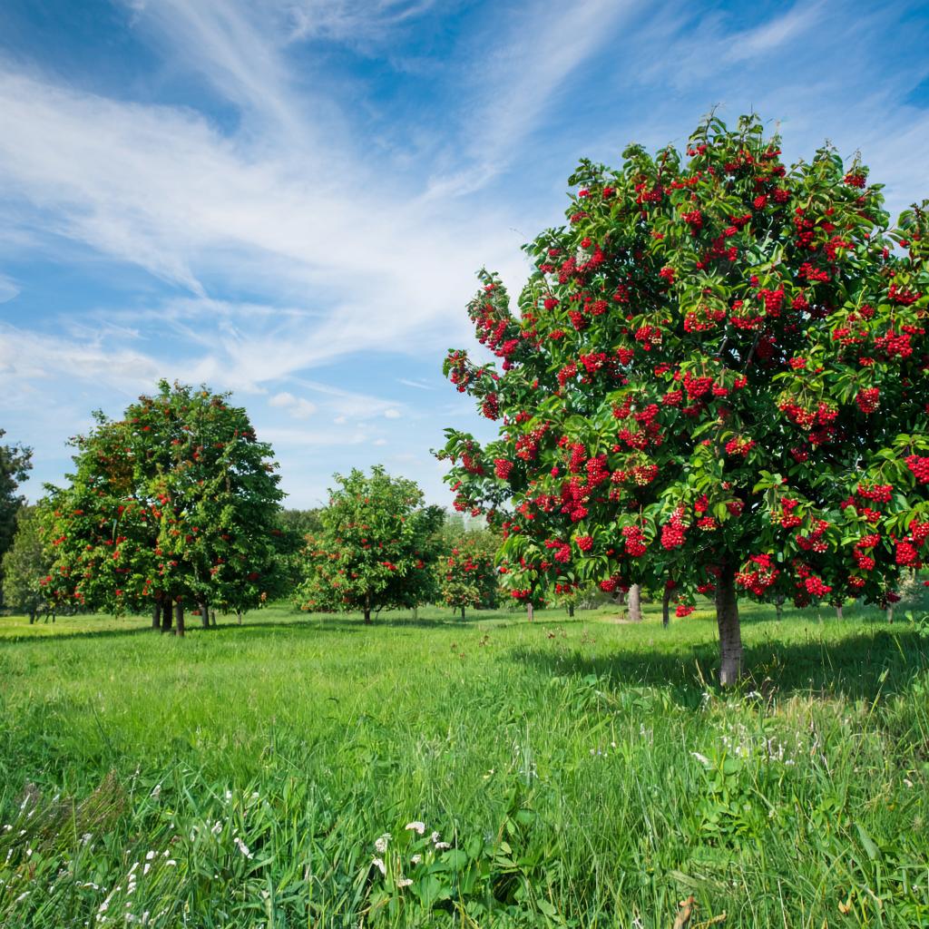 Благословение