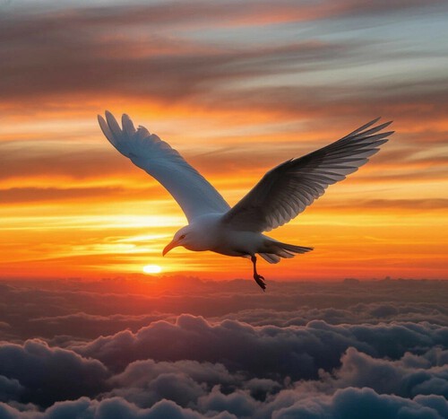 Белая птица