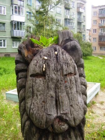 Подорожник