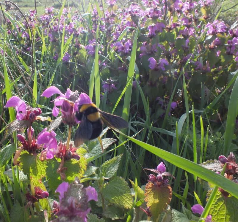 Эмили Дикинсон J620 Всё тот же мир