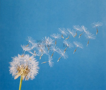 Дуновенье попутного ветра...