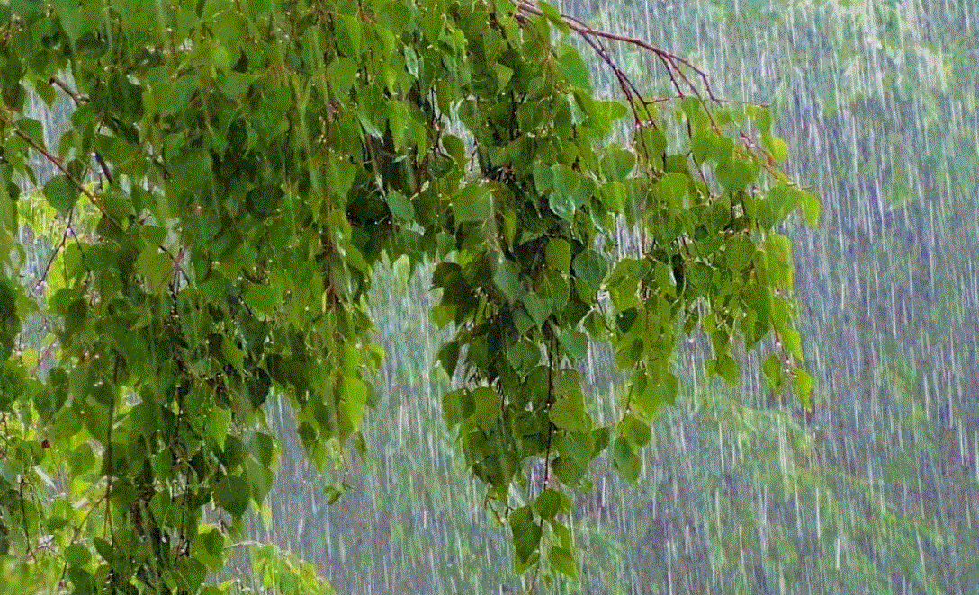 Дождливое лето