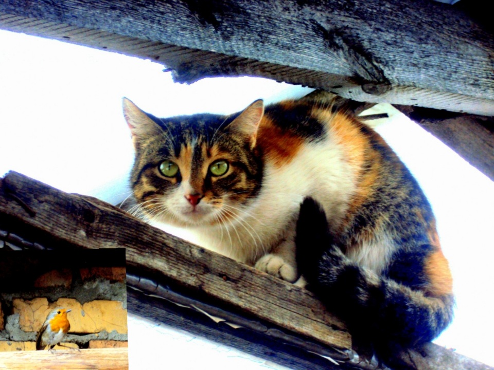 Эмили Дикинсон J507 Она так рада - видит Птицу