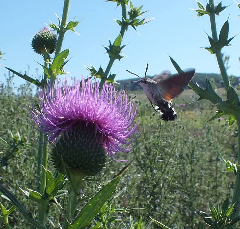 Эмили Дикинсон J500 В мой сад вкатилась птица