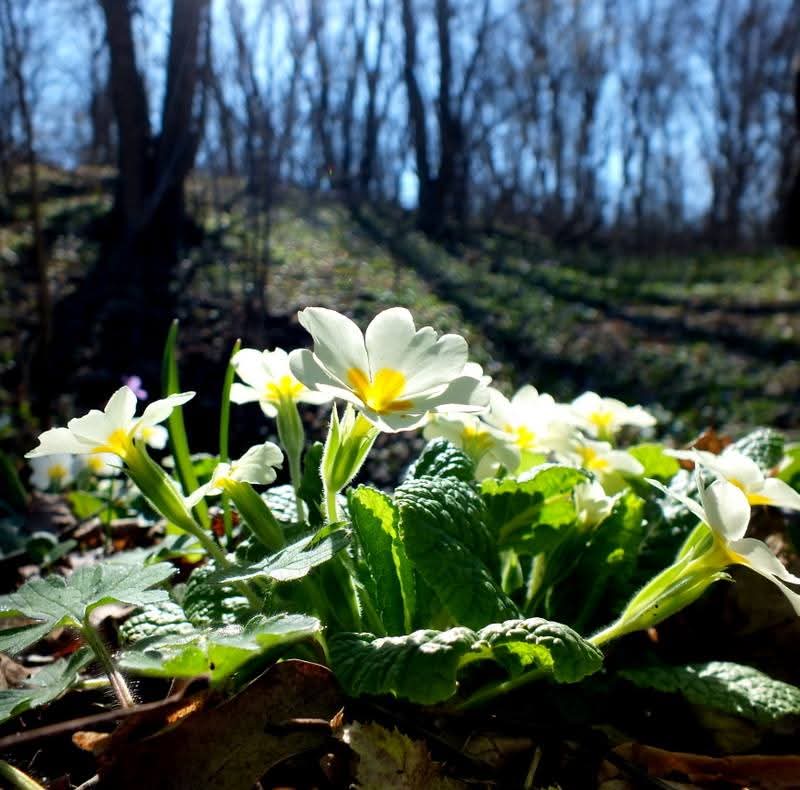 Эмили Дикинсон J431 Я прихожу! Лицо слепит