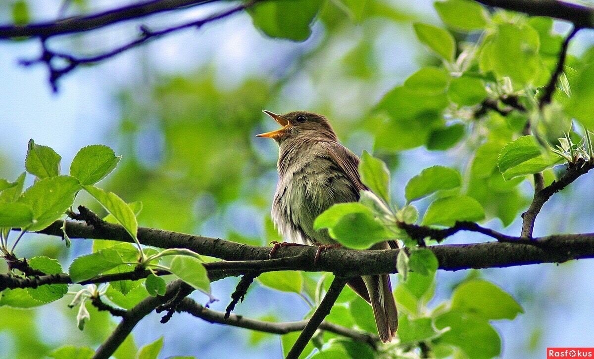 Думал так устроена природа...