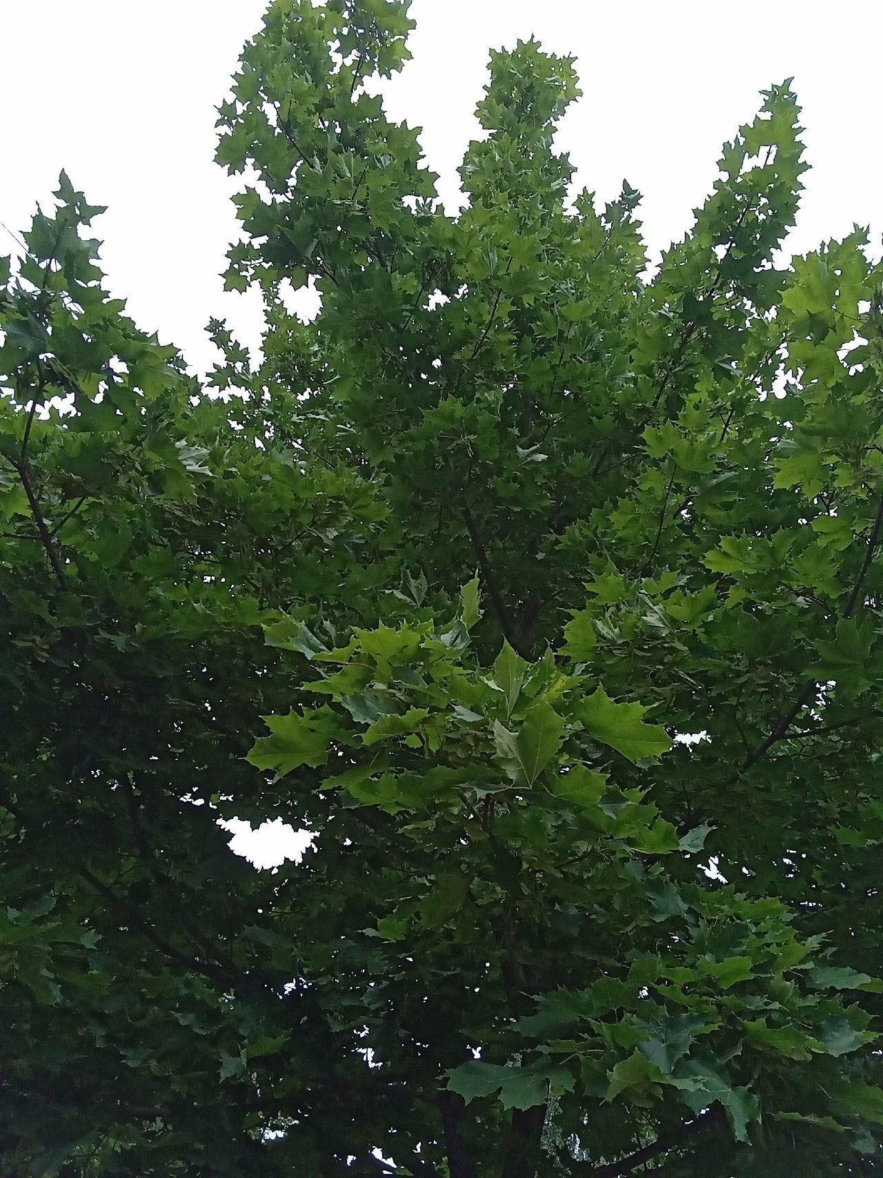 Летняя одежка клена