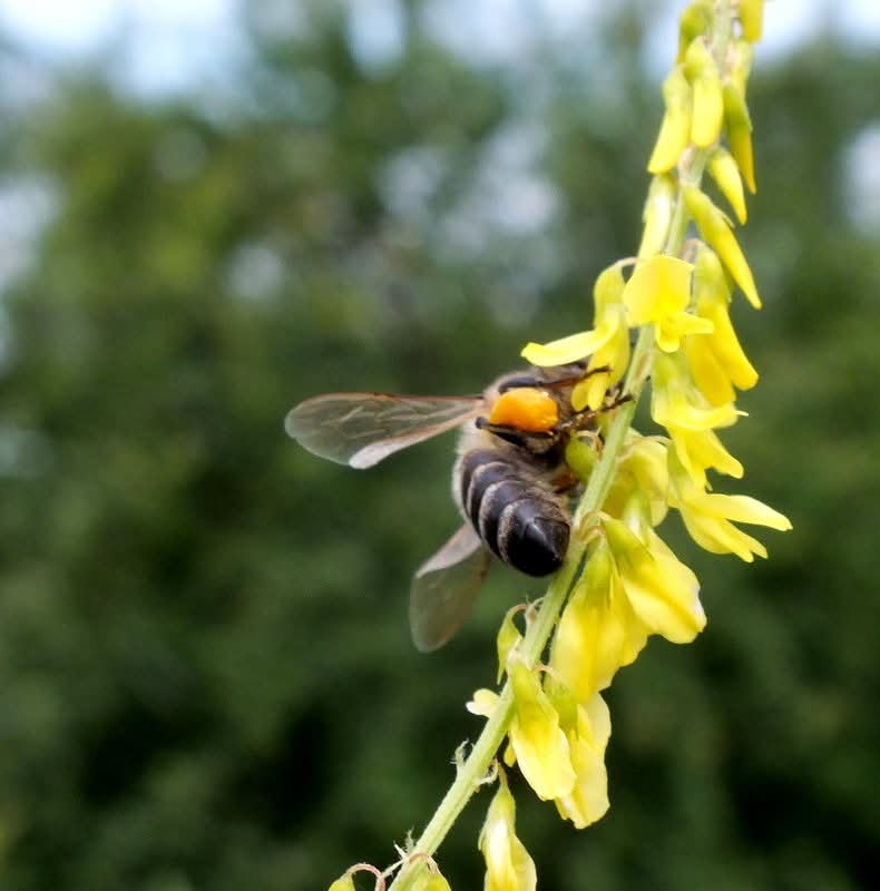 Эмили Дикинсон J1755 Чтоб сделать прерию