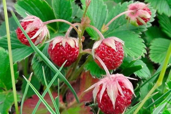 Итоги Мои ягоды Конкурс ассоциаций