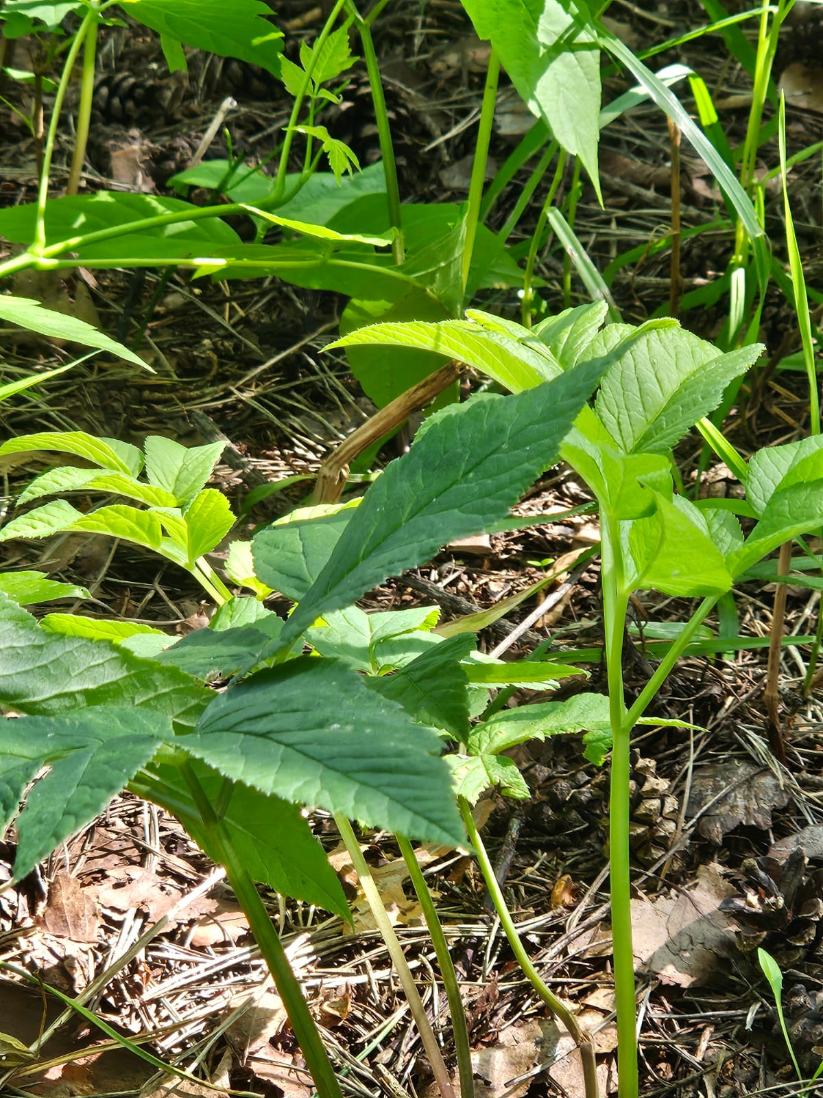 Как свет ложится...