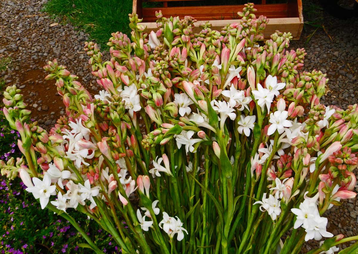 Я не о том мечтала, нет!