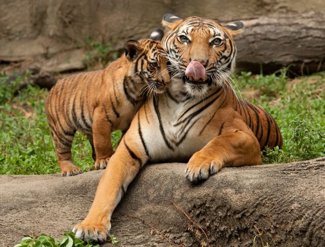 29. 07 - Международный день тигра