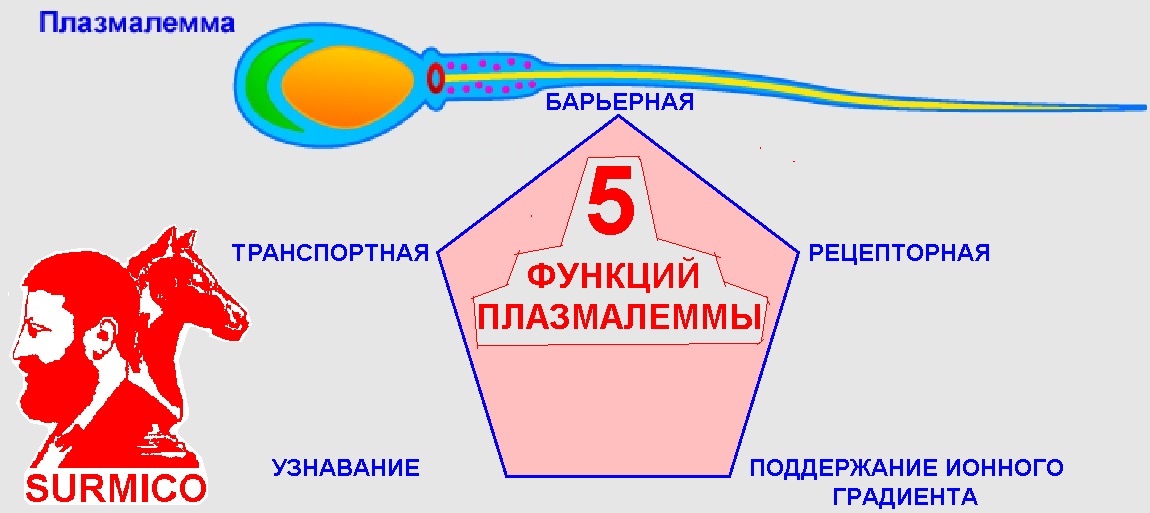 Пять функций плазмалеммы