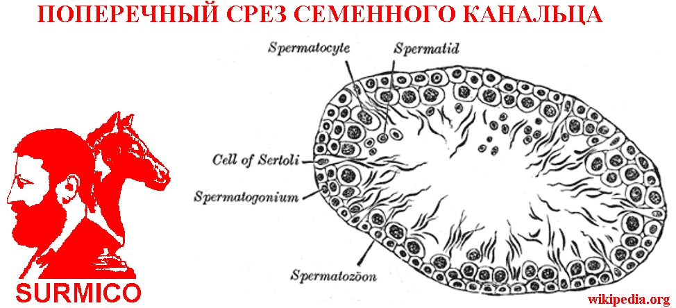 Рассказ о семенном канальце. Первый сонет