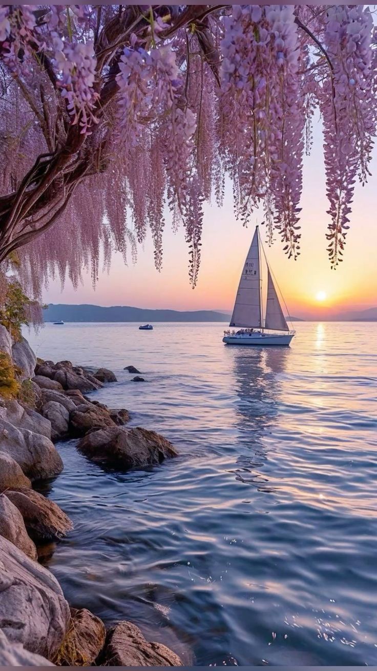 море, парусник, вистерия