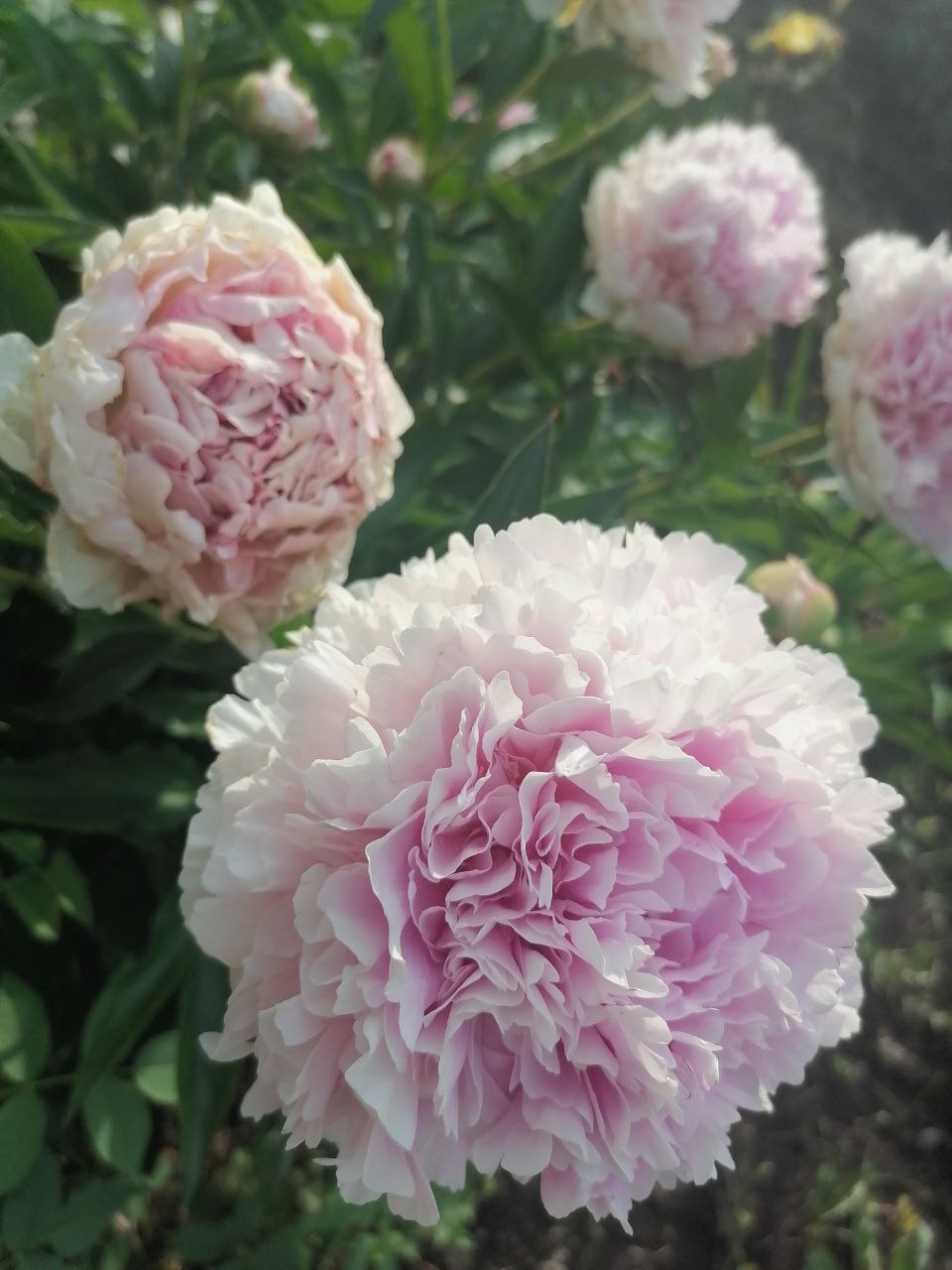 Цветут пионы