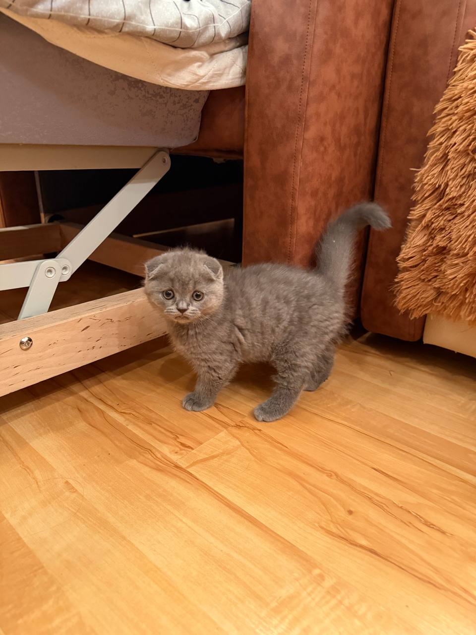 Стихи кошки Ники