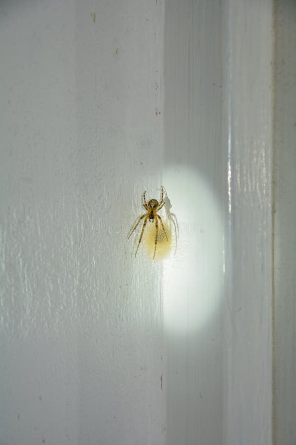 Эмили Дикинсон J605 У Паука шар - серебро