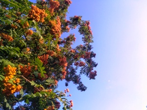 Раскраснелась рябина... из цикла Мирское