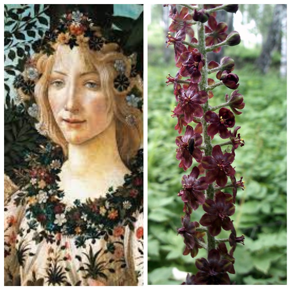 Черная чемерица