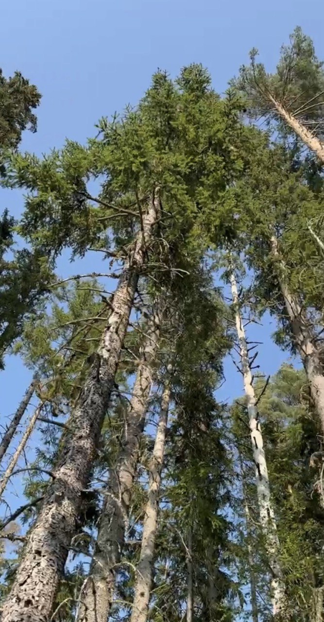 Со мной сегодня говорила в соснах тишина