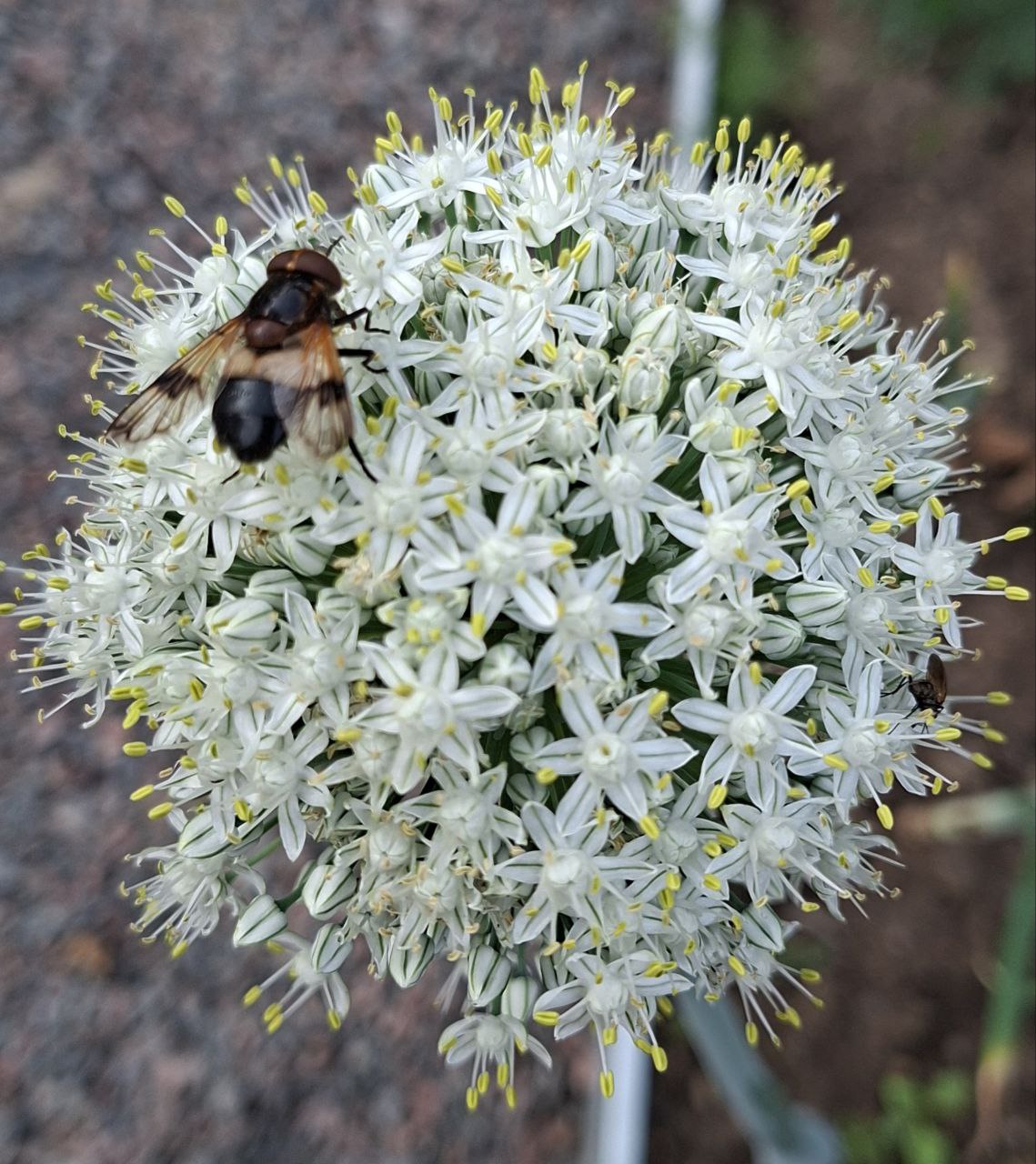 Зависаю на цветке...