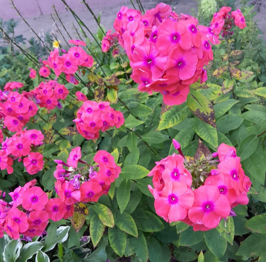 Цикл стихов и миниатюр - Сад 16