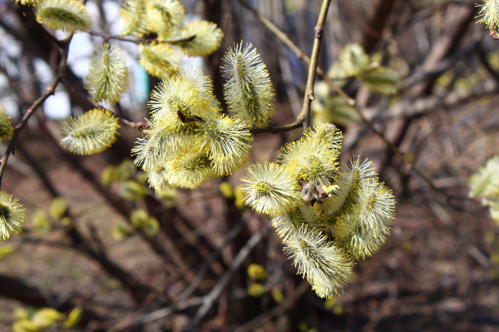 Весенние чувства