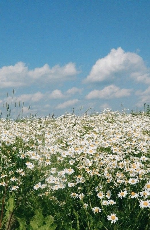 О, сколько юности у лета...