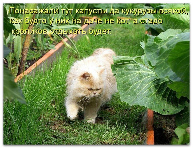 О разговорах дачников