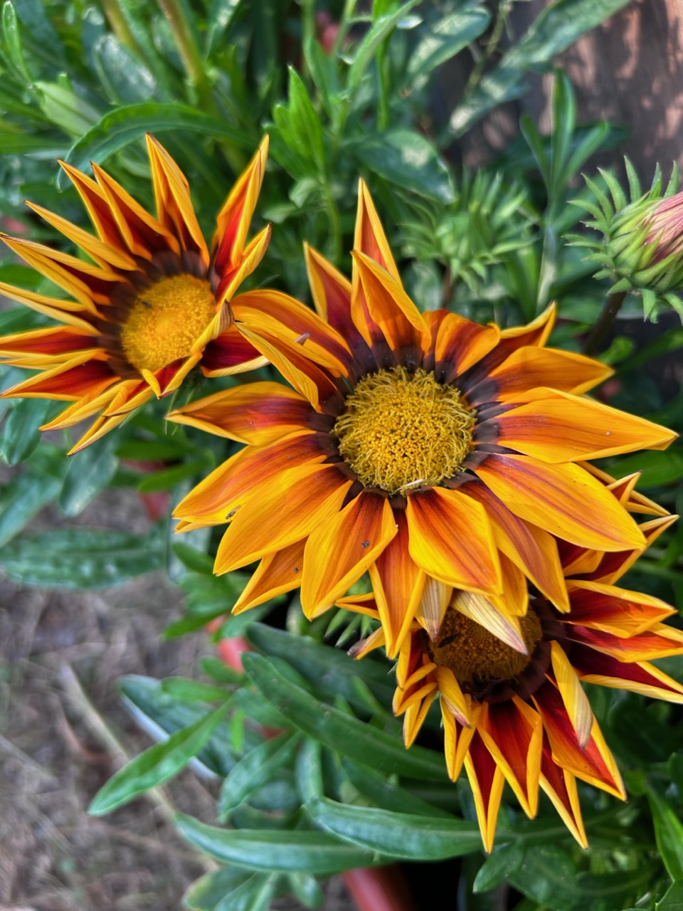 Льёт и льёт на цветы..