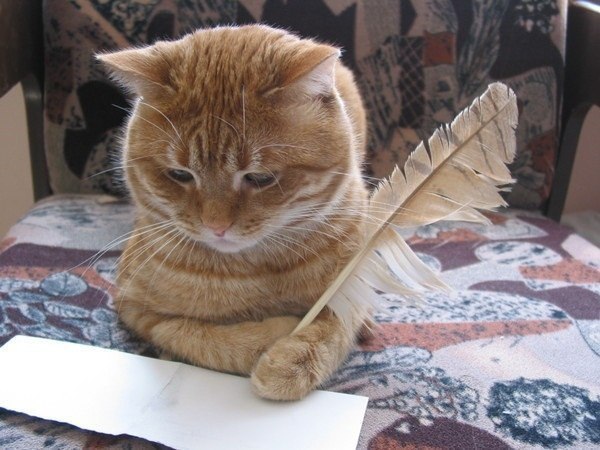 Котейка - Поэт