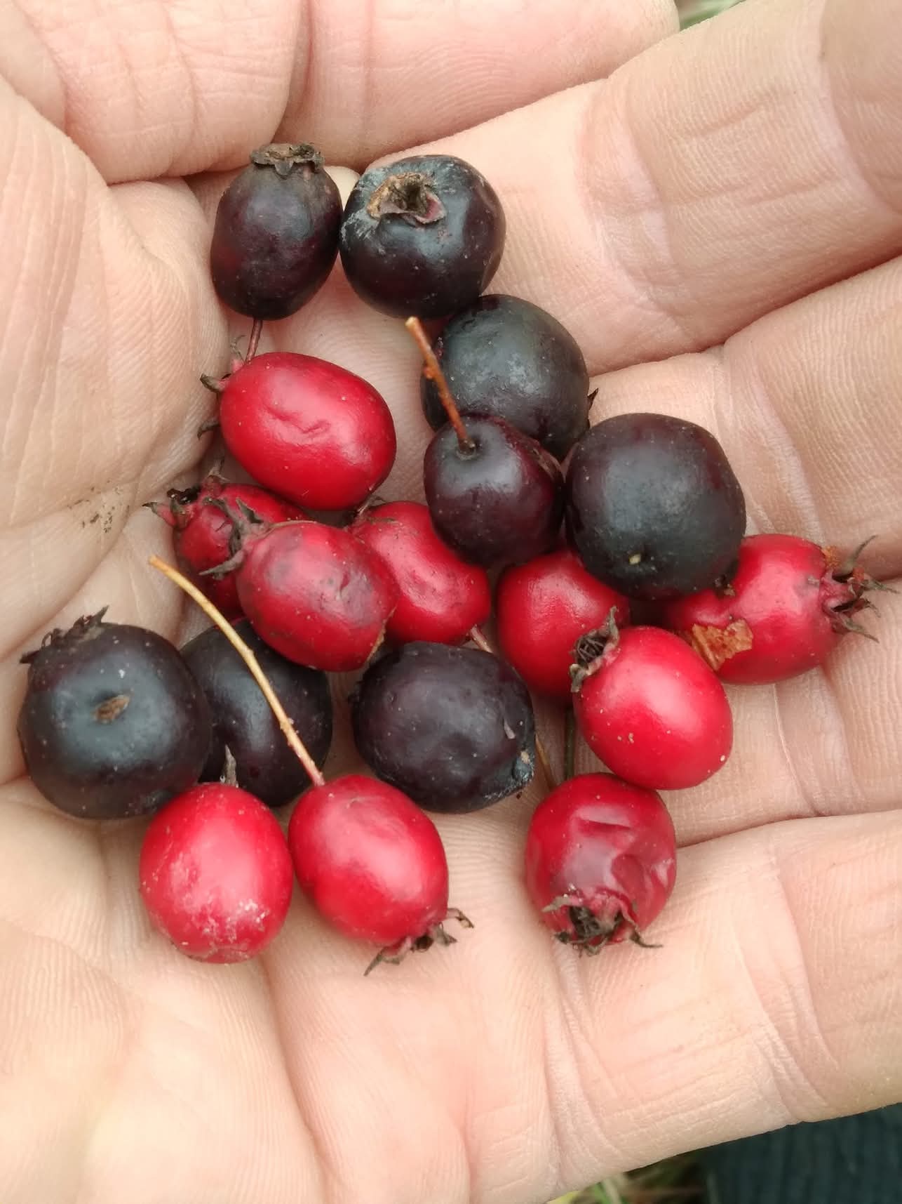 Эмили Дикинсон J651 Лето в щедрости являет