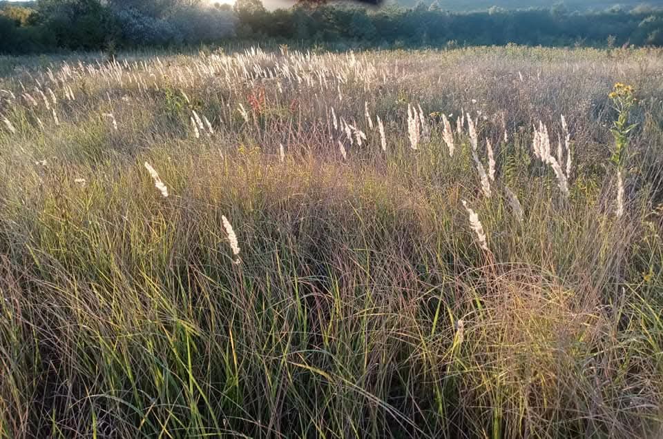 Эмили Дикинсон J516 Красота - есть суть - не тело