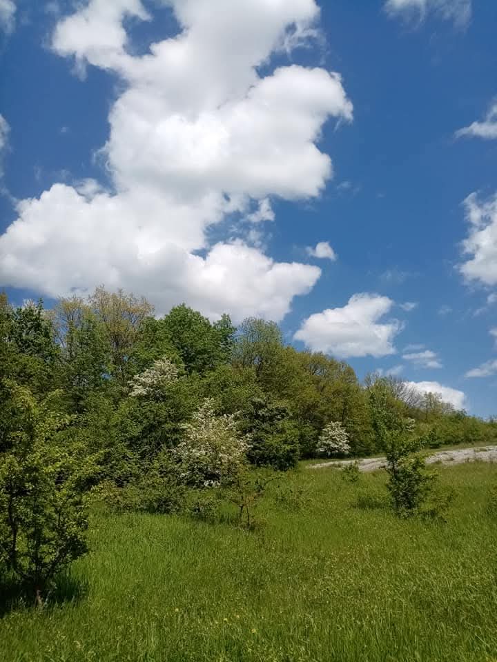 Эмили Дикинсон J653 Ведь Жизнь это Птица