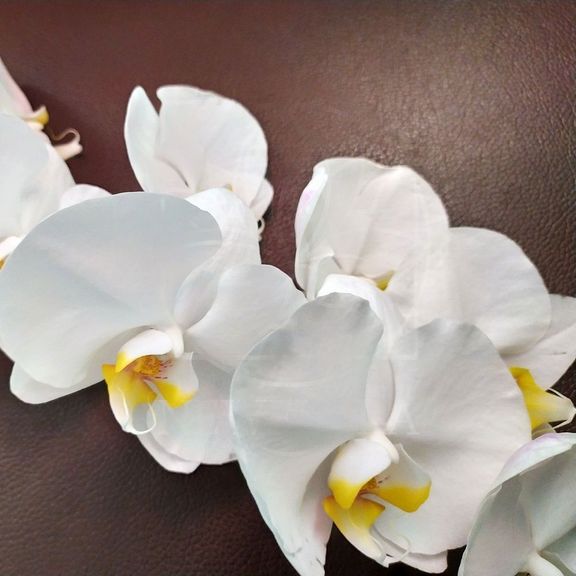 White Balance - беседа с Орхидеей