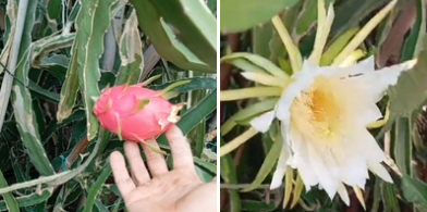 Первый бутон питахайи