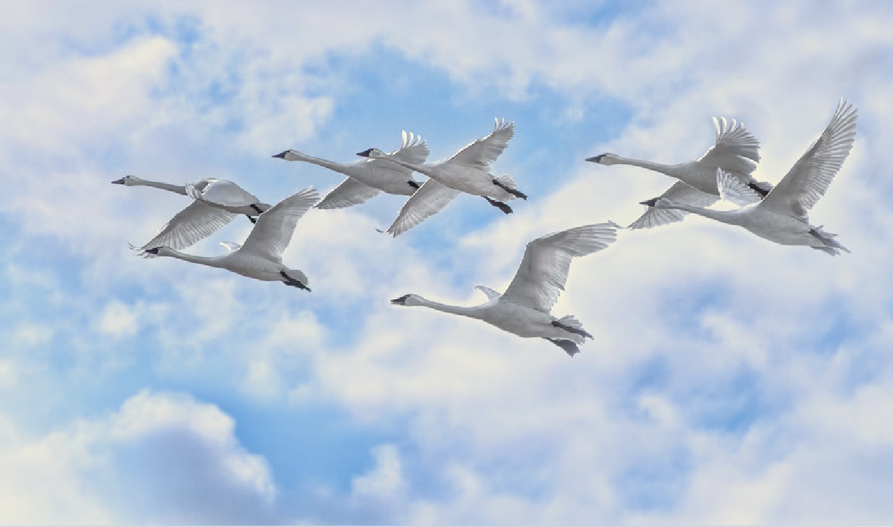 Я хочу, чтоб жили лебеди...