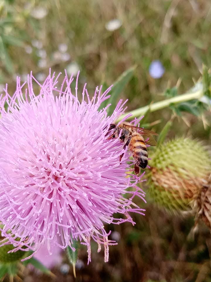 Эмили Дикинсон J1627 Мёд