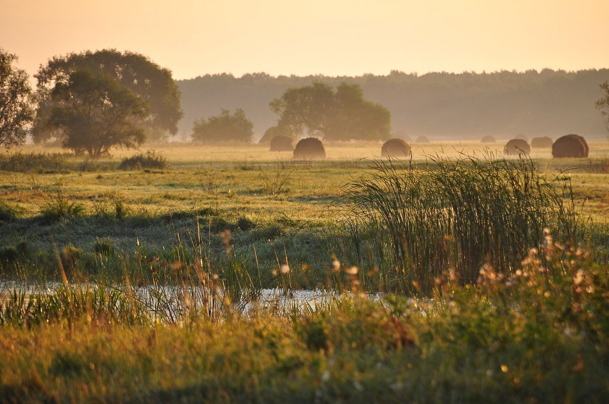 День ожиданьем наполнен