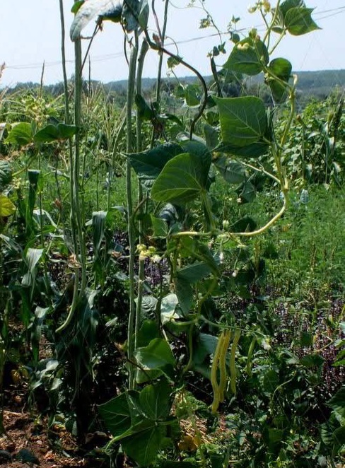 Эмили Дикинсон J403 Зимы так краток срок