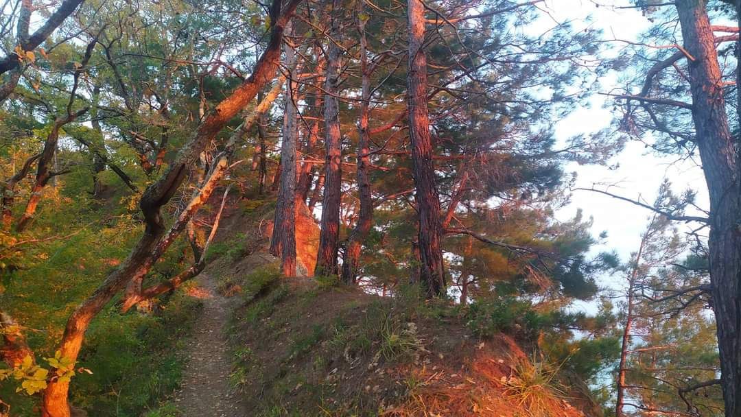 Осенний закат в лесу