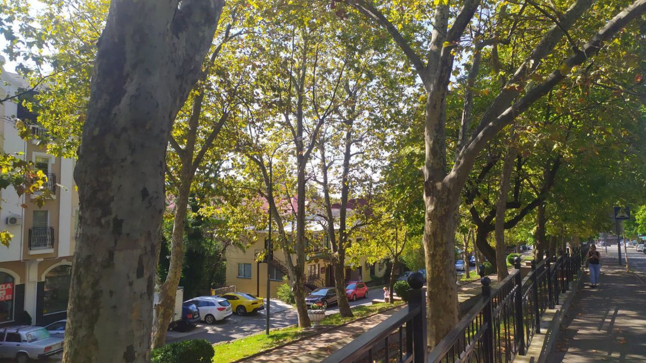 Платаны двух городов