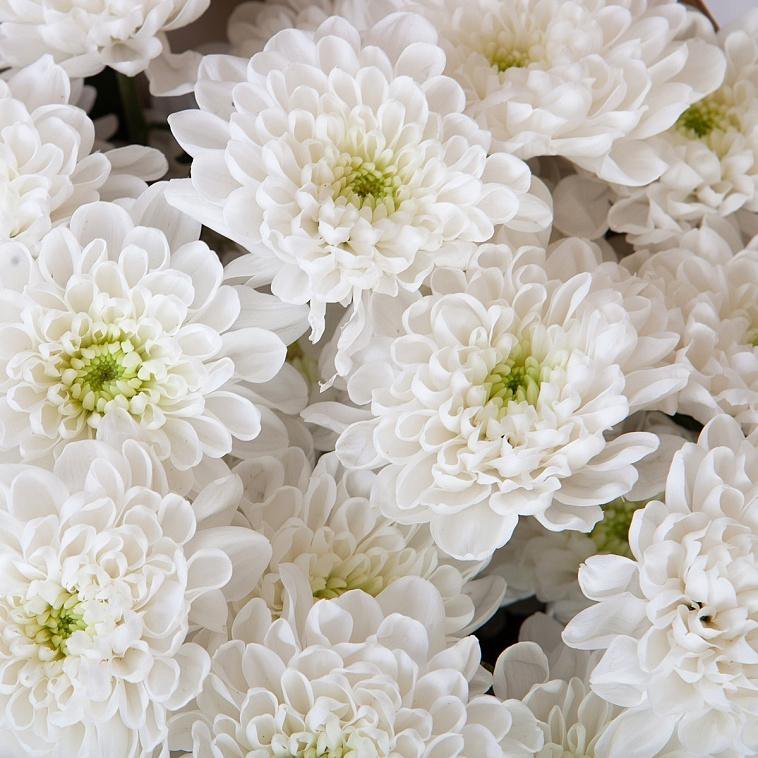 Хризантема